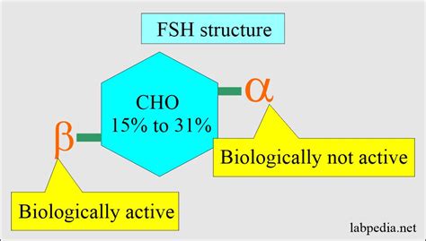 Follicle Stimulating Hormone Fsh Follicular Stimulating Hormone