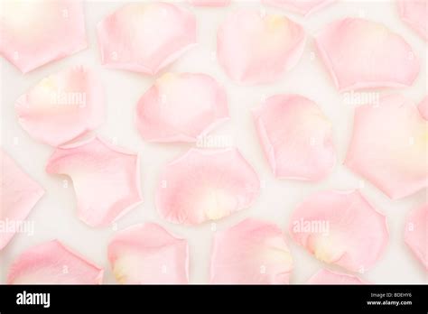 Pink Rose Petals Stock Photo Alamy