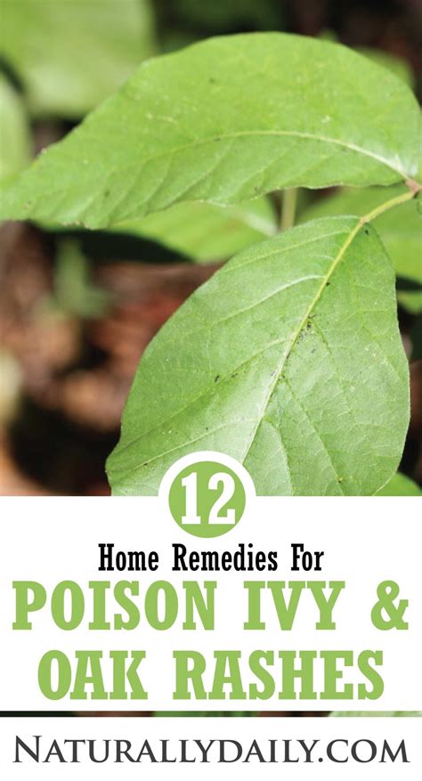 12 Home Remedies For Poison Ivy And Oak Rashes With Useful Tips Naturally Daily