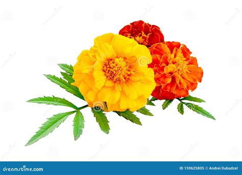 Three Marigolds Isolated On A White Background French Calendula With
