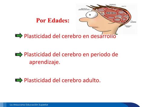 Plasticidad Neuronal PPT