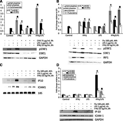 Stat1 Mediated Signal Integration Between Ifnγ And Lps Leads To