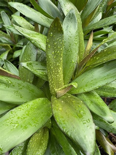 Cordyline Glauca Alstonville Plants