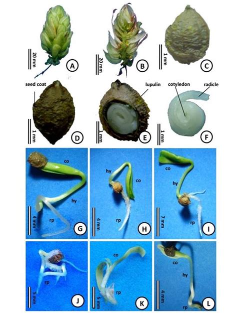 Assessment Of Seed Quality And Sex Determination In Hop Seedlings Using