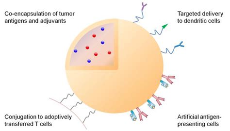 Vaccines Free Full Text Nanoparticle Drug Delivery Systems Designed