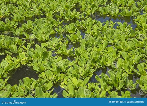 Water Lettuce Pistia Stratiotes Also Known As Water Cabbage Nile