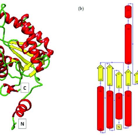 Ribbon Diagram A And Topology Of The Secondary Structure B Of A