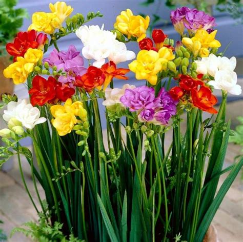 Solve Freesia Jigsaw Puzzle Online With 49 Pieces