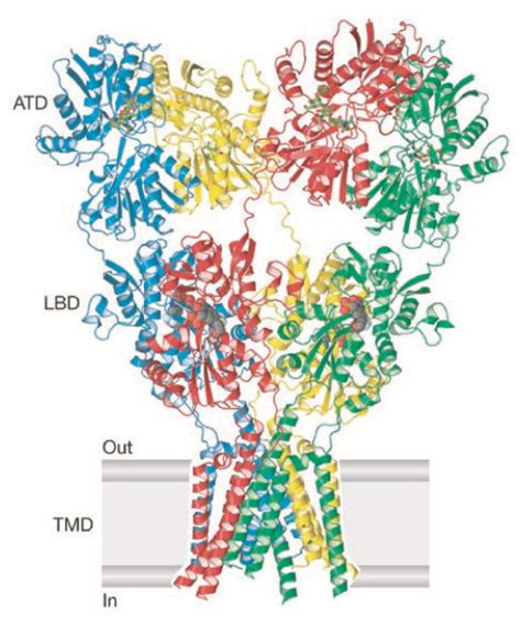 Symposium: Molecular Mechanisms of Glutamate Receptor Signalling ...