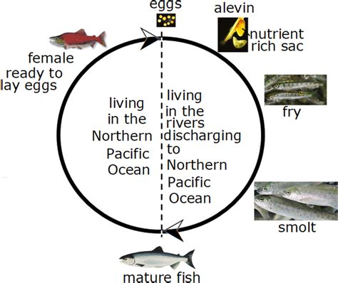 The life cycle of Oncorhynchus nerka | Download Scientific Diagram