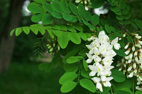 Белая акация - фото и картинки: 68 штук