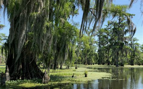 How To Visit The Bayou And Swamps In Louisiana Urbaine City