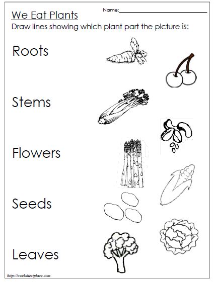 Actividades Relacionadas Con Las Plantas En InglÉs