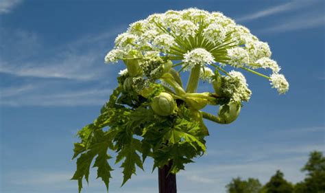 Seed to Feed Me: GIANT HOGWEED