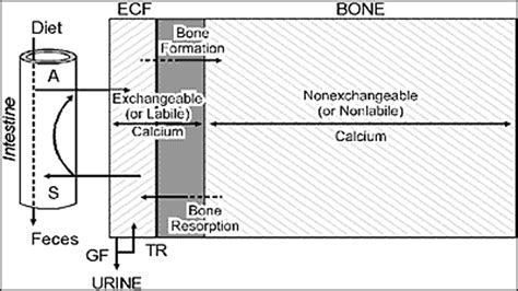 Etx Bone Ch2 Fig1 Endotext