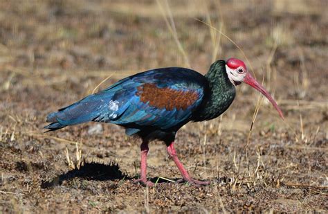 Southern Bald Ibis Geronticus Calvus Ian White Flickr