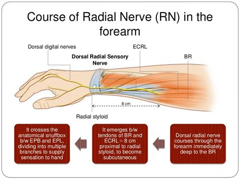 Radial Nerve Anatomy Radial Nerve Palsy And Radial Nerve Injury Eroppa