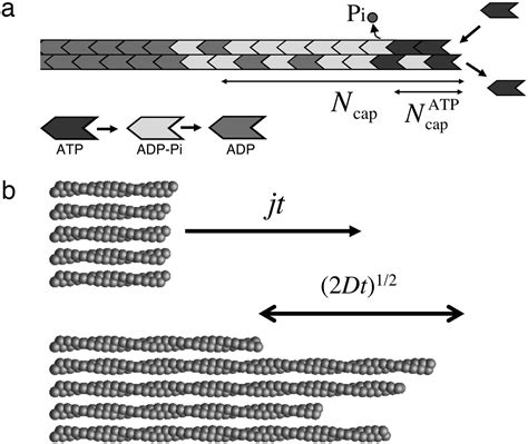 Actin Polymerization Kinetics Cap Structure And Fluctuations PNAS