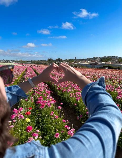 Visiting the Carlsbad Flower Fields: Everything You Need to Know ...