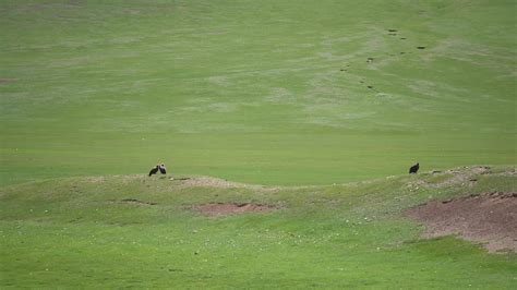 Free Wild Vulture in Natural Environment Habitat 26189973 Stock Video at Vecteezy