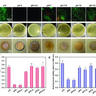 Assessment Of Antibacterial Activity Of Different Samples A