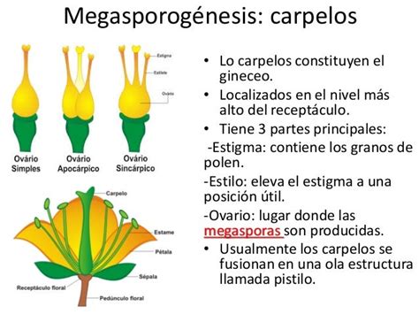 Megasporogénesis