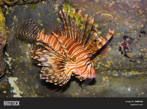 Poison Stonefish Image & Photo (Free Trial) | Bigstock