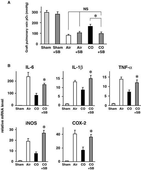 Selective p38 MAPK inhibition abrogates CO's protective effects ... 
