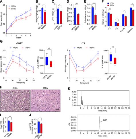 Fecal Material Transplantation After BBR Treatment Prevents HFD Induced