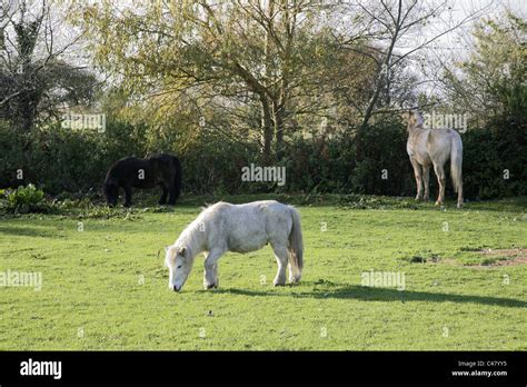 Rescued Horse And Two Shetland Ponies In A Field Stock Photo Alamy