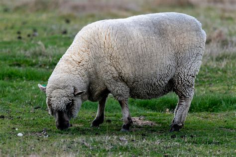 Dumba Sheep Photos, Download Free Dumba Sheep Stock Photos & HD Images