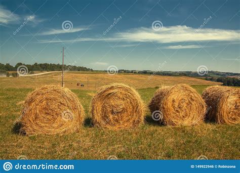 Hayfield Hay Harvesting Sunny Autumn Landscape Rolls Of Fresh Dry Hay