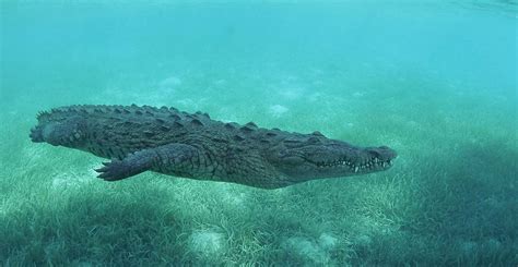 Unravelling The Surprisingly Complex History Of Crocodiles Trendradars