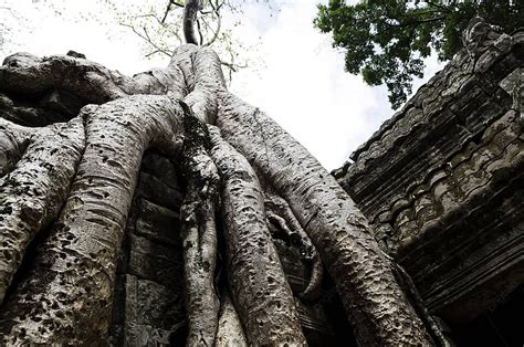 Fundo Ta Prohm Ruínas Do Templo Templos Perdidos Unesco Foto E Imagem