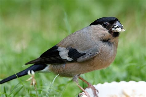 Bullfinch
