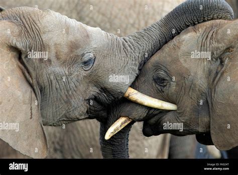 African Elephant, social behaviour, Addo Elephant Nationalpark, Eastern ...