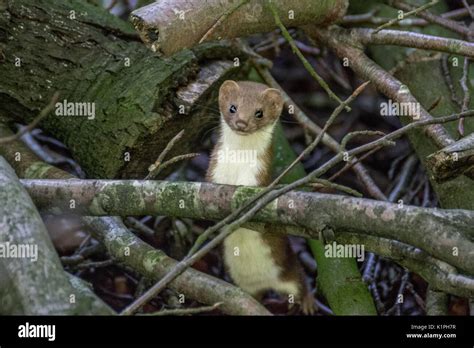 Weasel In The Forest Stock Photo Alamy