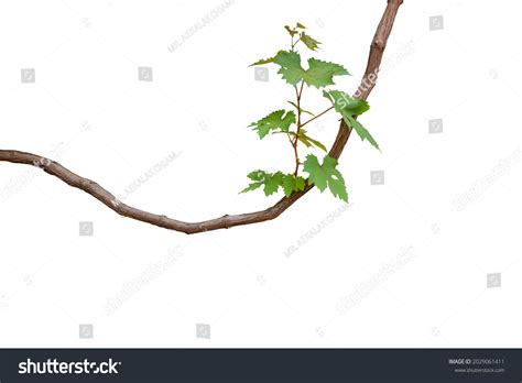 18028 Grape Trees Isolated Images Stock Photos And Vectors Shutterstock