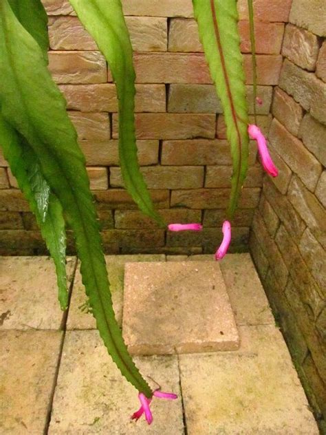 ディソカクタス アマゾニクスdisocactus Amazonicus Ssppanamensis 希少植物の販売 アグラオネマ専門