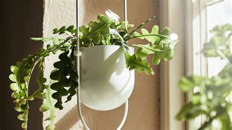 Hanging Plant Pots Hanging Planters Hanging Planter Ikea Ca