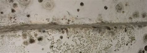 How To Clean Mold From Concrete Basement Floor – Flooring Site