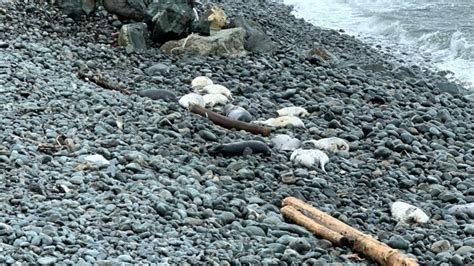 Seals Washed Up In Cbs Likely Died Of Natural Causes Says Dfo