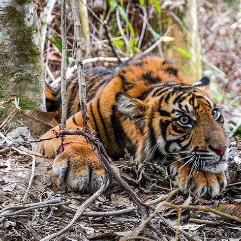 save  sumatran tiger    late international tiger project