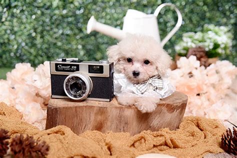 Super Tiny Poodle High Quality Bulu Glamour Anjing Poodle