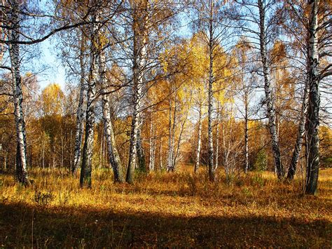 Autumn Birch Trees Hd Wallpaper Rare Gallery