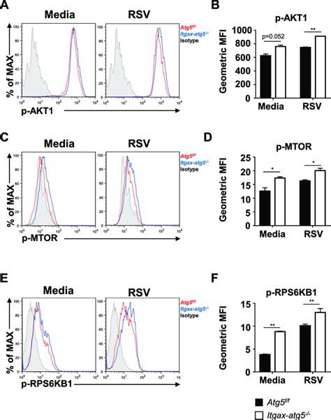 Activation Of The Akt Mtor Rps6kb1 Pathway In Atg5 Deficient Bmdcs Download Scientific Diagram