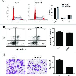 Lnc Sox Knock Down Suppressed Caco Cells Migration And Invasion A