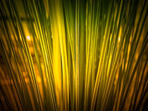 Elephant Grass Grass Free Photos Uihere