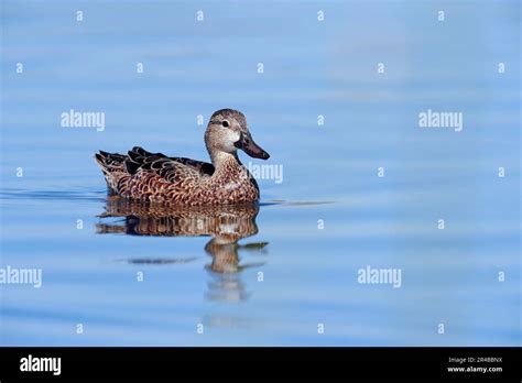 Blue Winged Teal Anas Discors Female Florida Usa Stock Photo Alamy