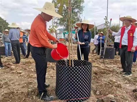 “一村千树”， 封开金装镇启动乡村“新引擎”南方plus南方